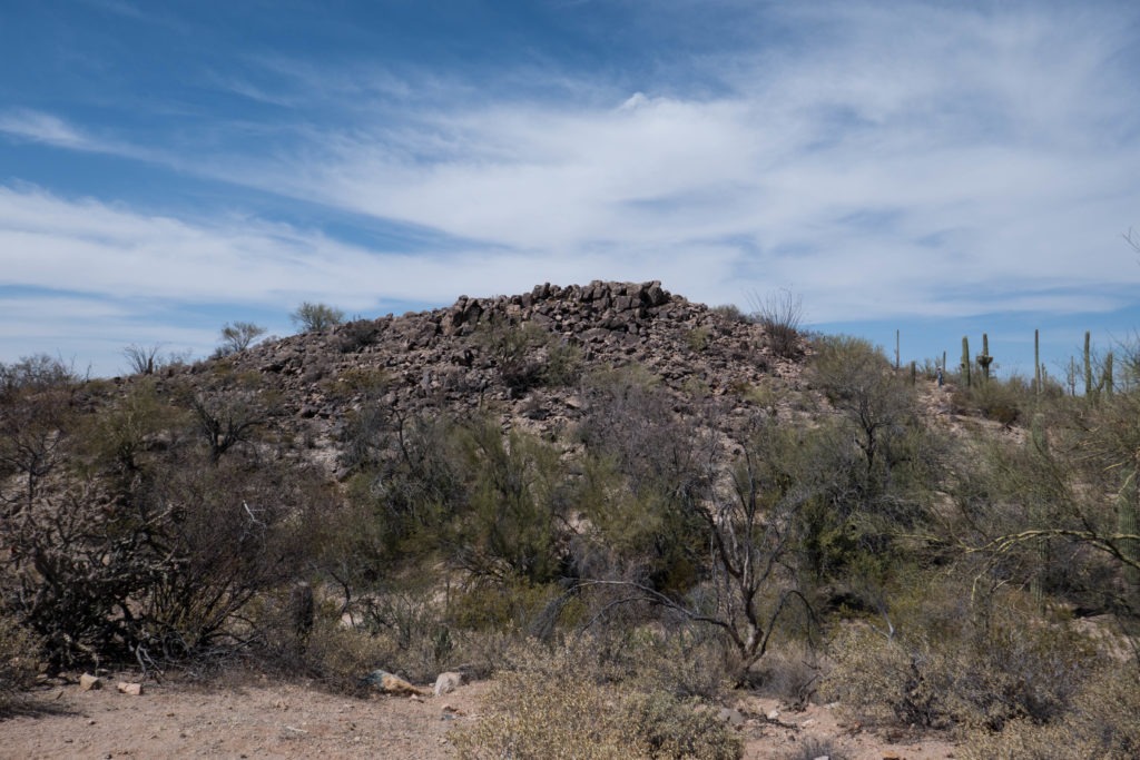 Saguaro: Signal Hill