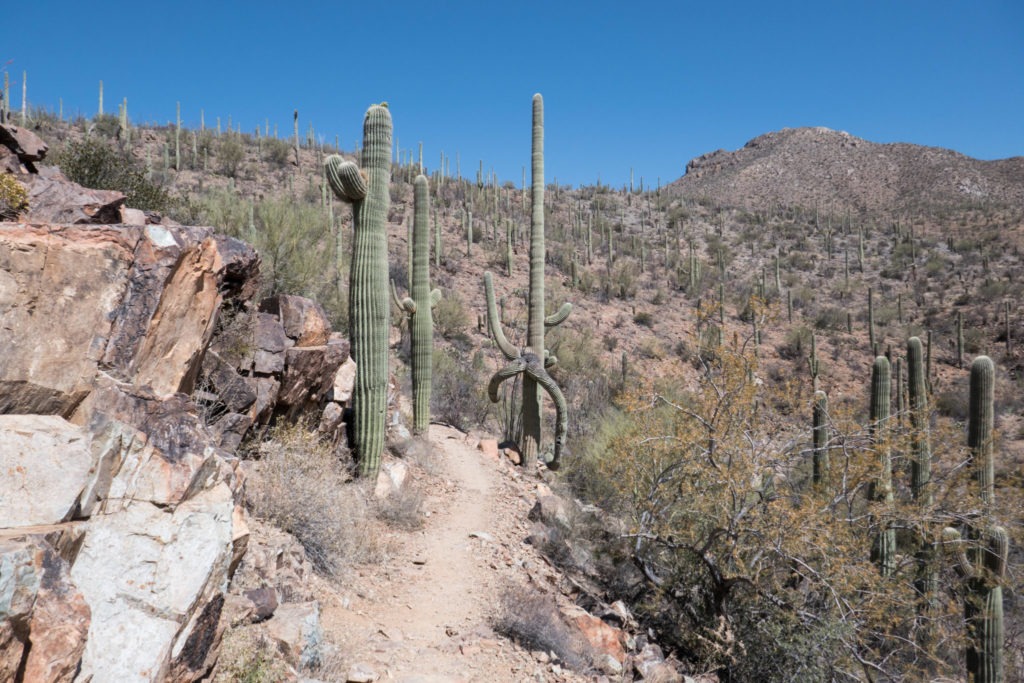 Saguaro: Strange Shapes