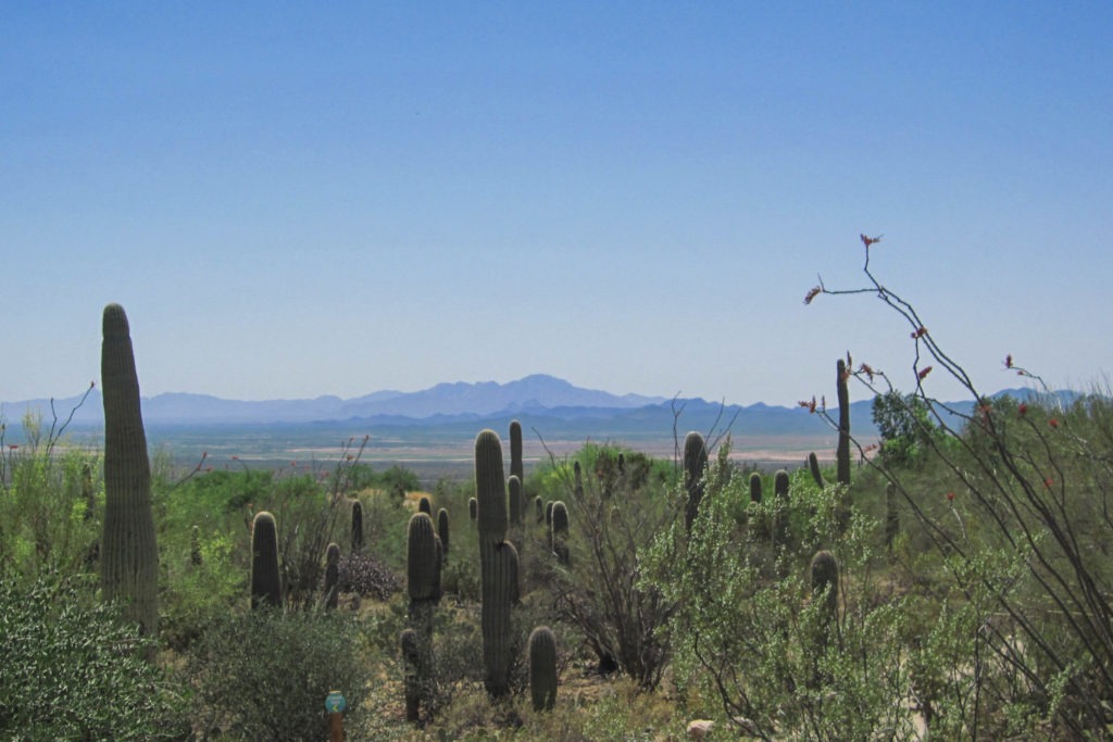 Saguaro: View at Arizona-Sonora Desert Museum