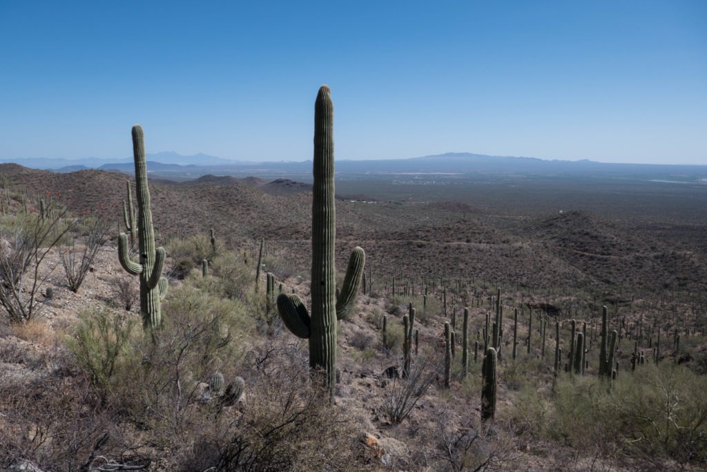 Saguaro: View from Sendero Esperanza Trail