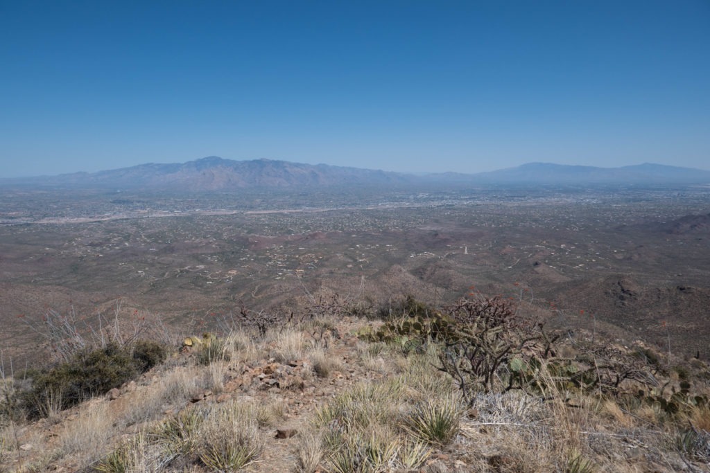 Saguaro: View from Wasson Peak