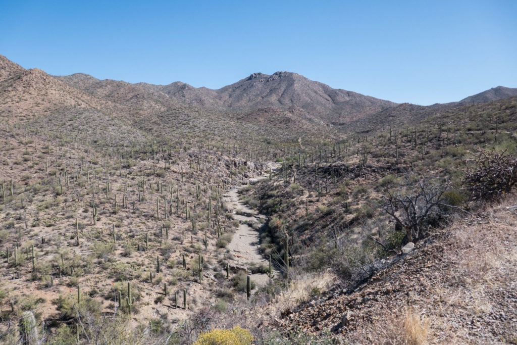 Saguaro: View of King Canyon Wash