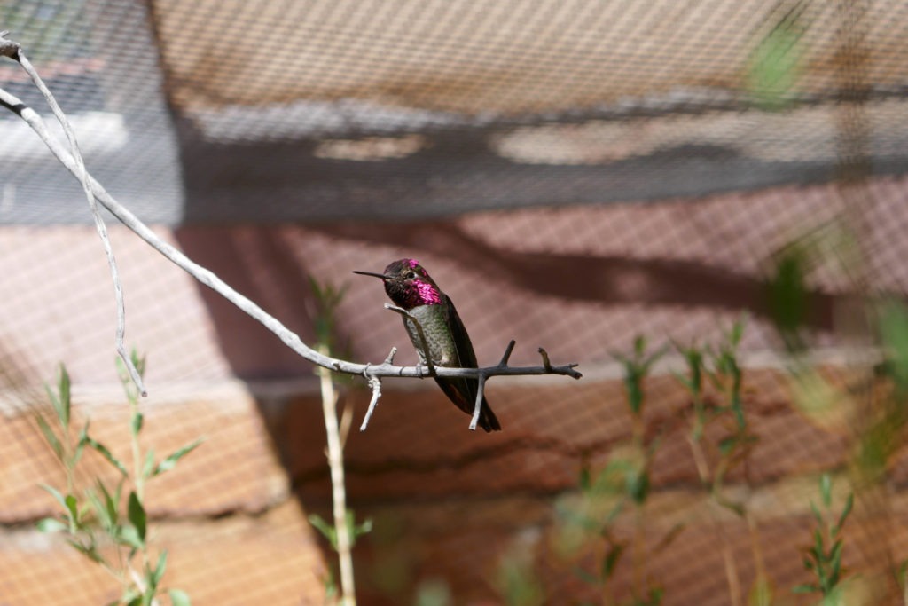 Saguaro: Anna's Hummingbird at Arizona-Sonora Desert Museum