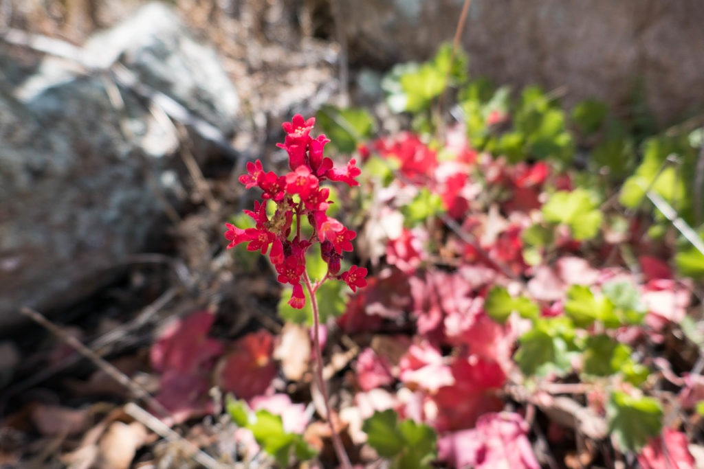 Saguaro: Coral Bells on Miller Creek