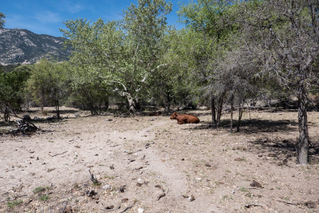 Saguaro: Cows at Miller Creek