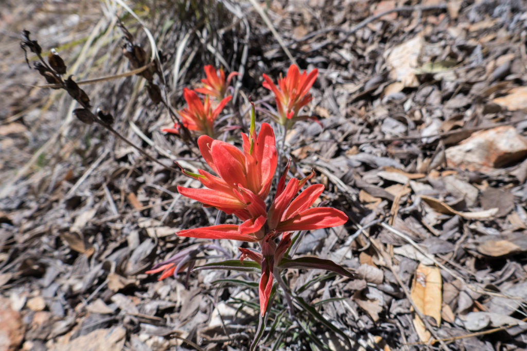 Saguaro: Wholeleaf Indian Paintbrush on Devil's Bathtub Trail