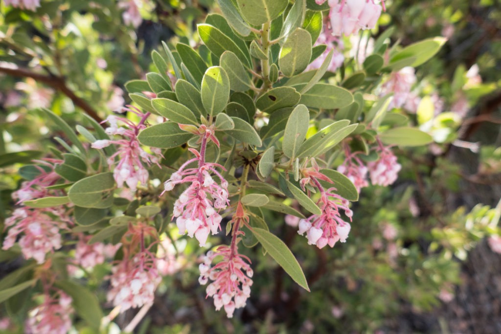 Saguaro: Flowering Manzanita on Miller Creek