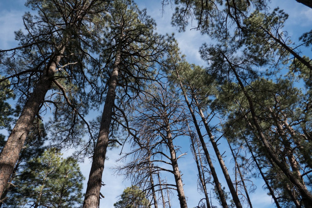 Saguaro: Happy Valley Campground Pine Trees