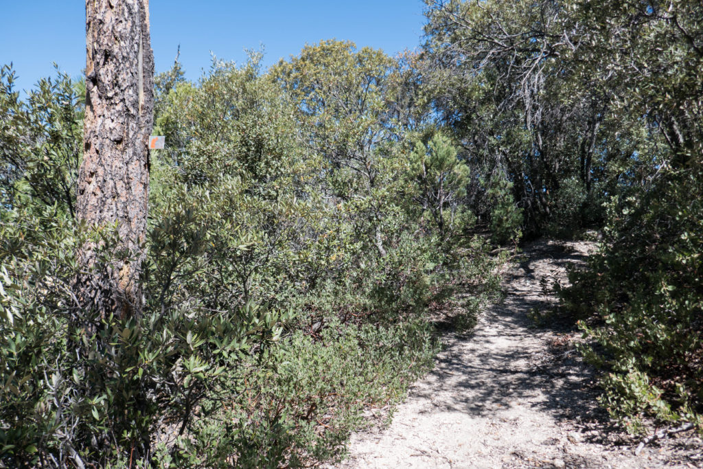 Saguaro: Trail Marker on Heartbreak Ridge Trail