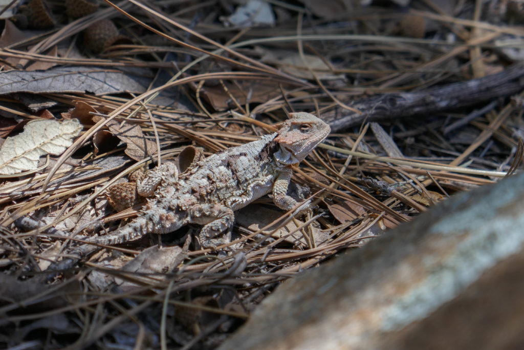 Saguaro: Greater Short-Horned Lizard on Manning Camp Trail