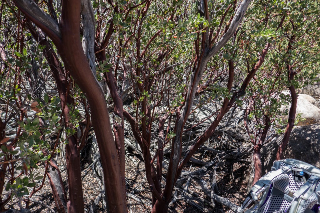 Saguaro: Manzanita Bark