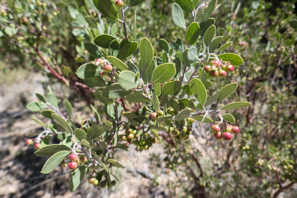Saguaro: Manzanita Tree on Miller Creek Trail