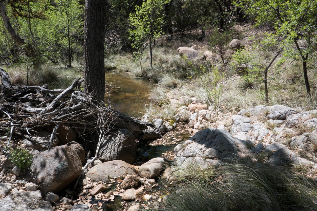 Saguaro: Miller Creek
