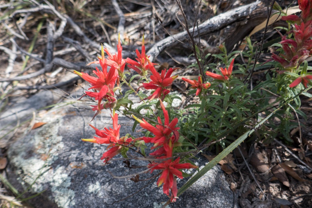 Saguaro: Santa Catalina Indian Paintbrush on Miller Creek Trail