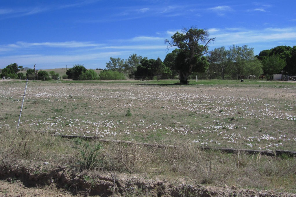 Saguaro: Ranch Near Miller Creek