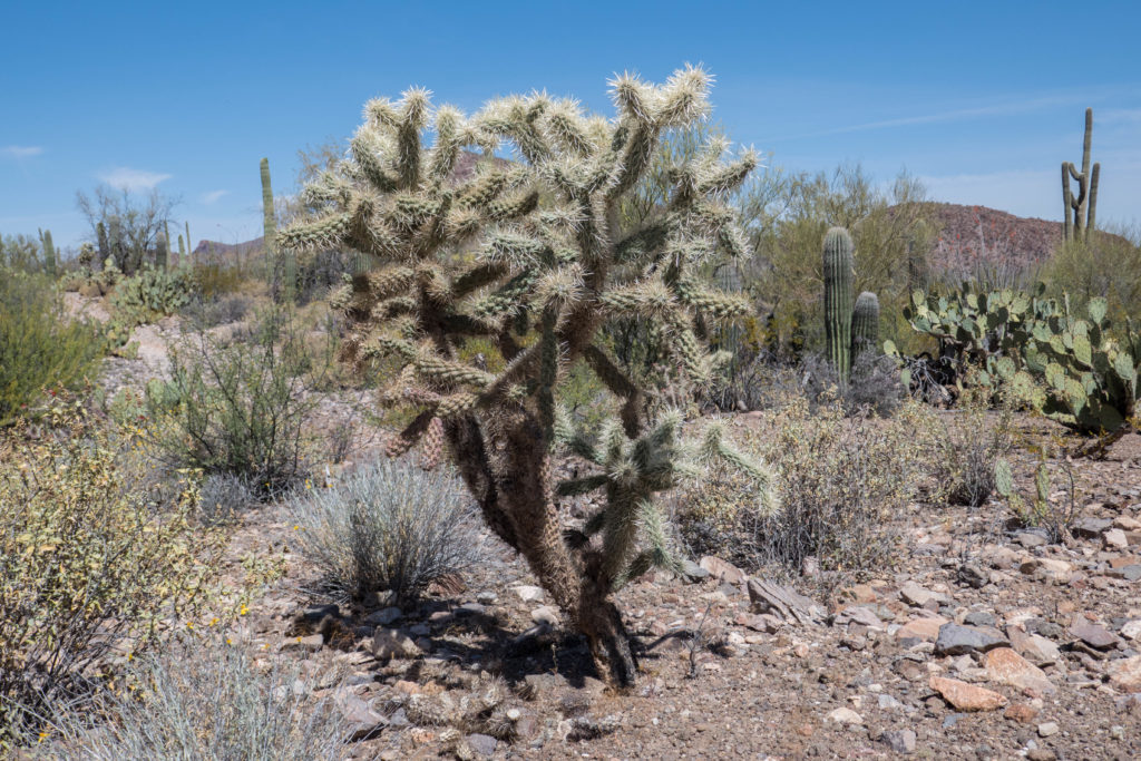 Saguaro: Cholla on Ringtail Trail