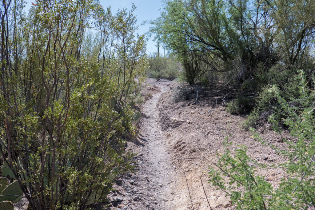 Saguaro: Ringtail Trail Path