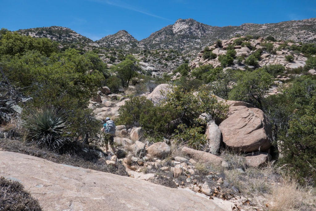 Saguaro: View up Miller Creek towards Rincon Mountains