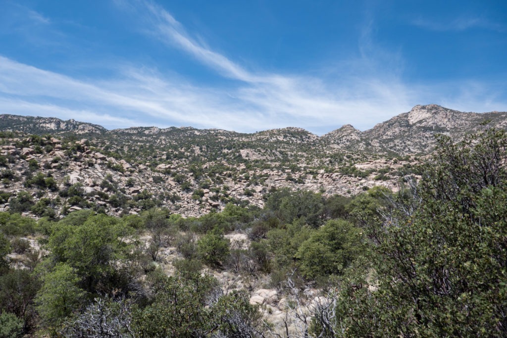 Saguaro: View of Rincons from Miller Creek