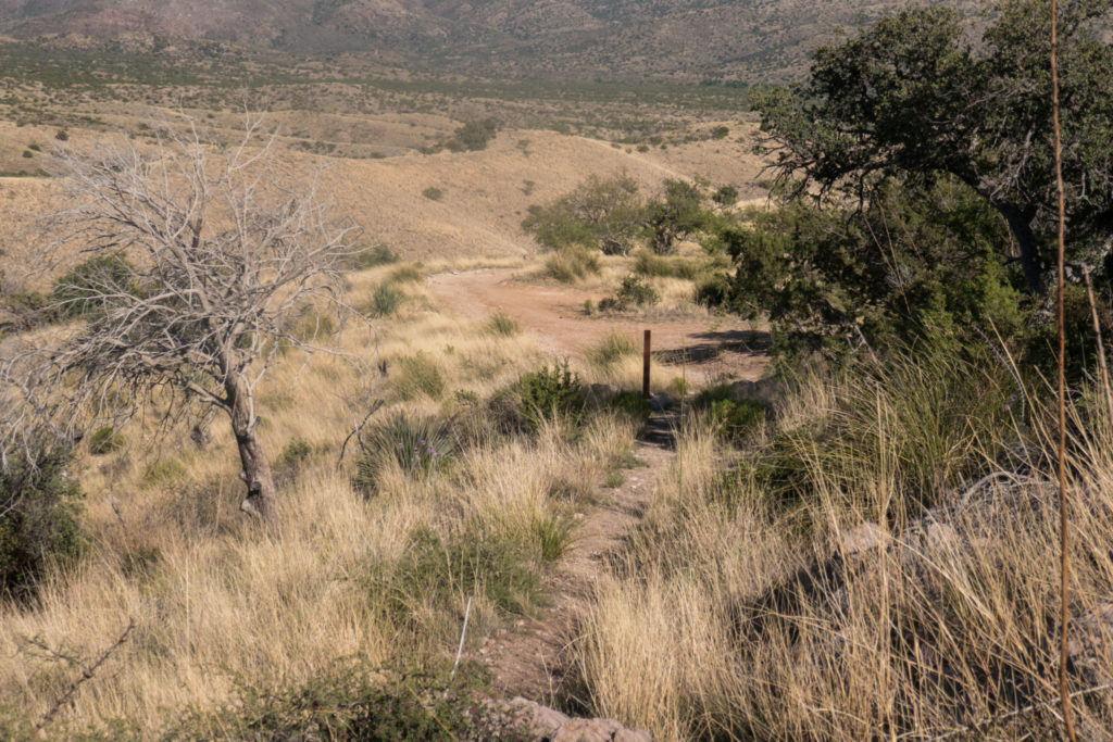 Saguaro: End of Turkey Creek Trail