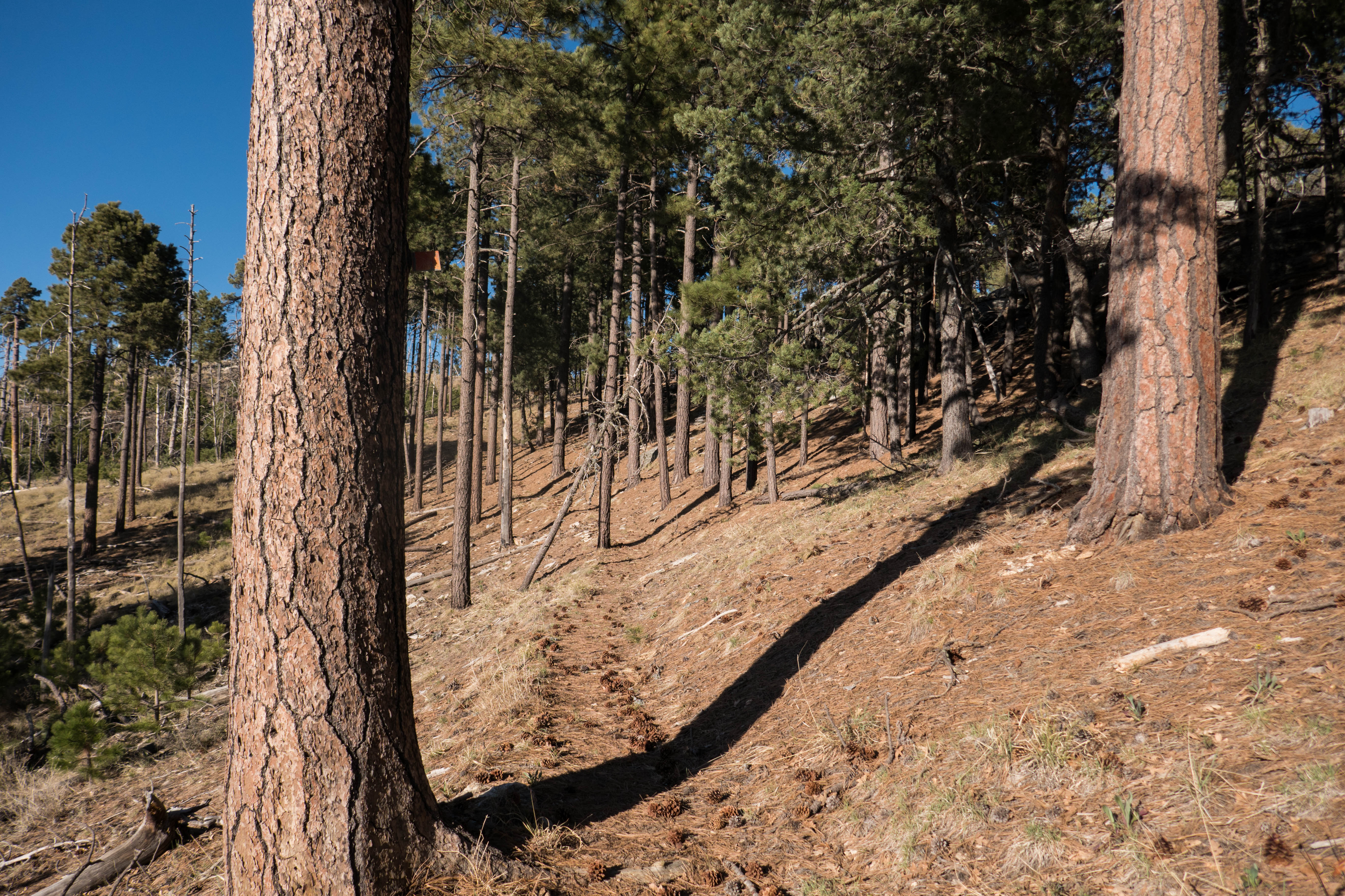 Saguaro: Fire Loop Trail to Spud Rock