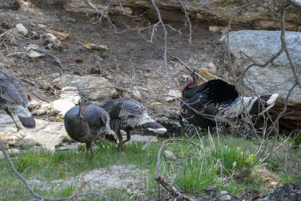 Saguaro: Manning Camp Turkeys