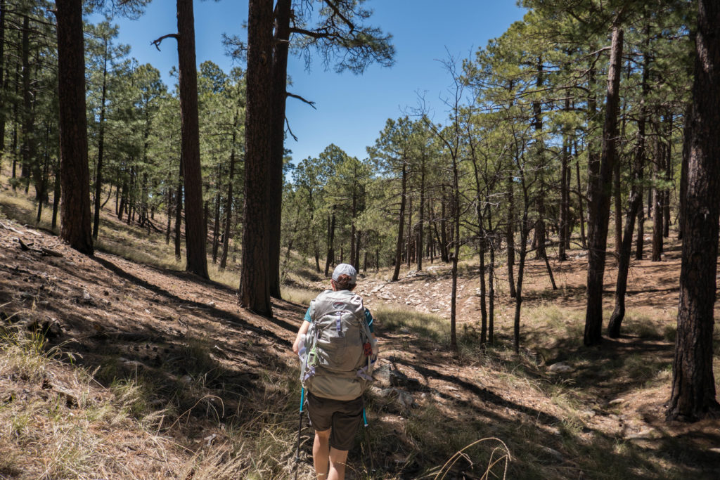 Saguaro: Hiking through pine trees near Devil's Bathtub