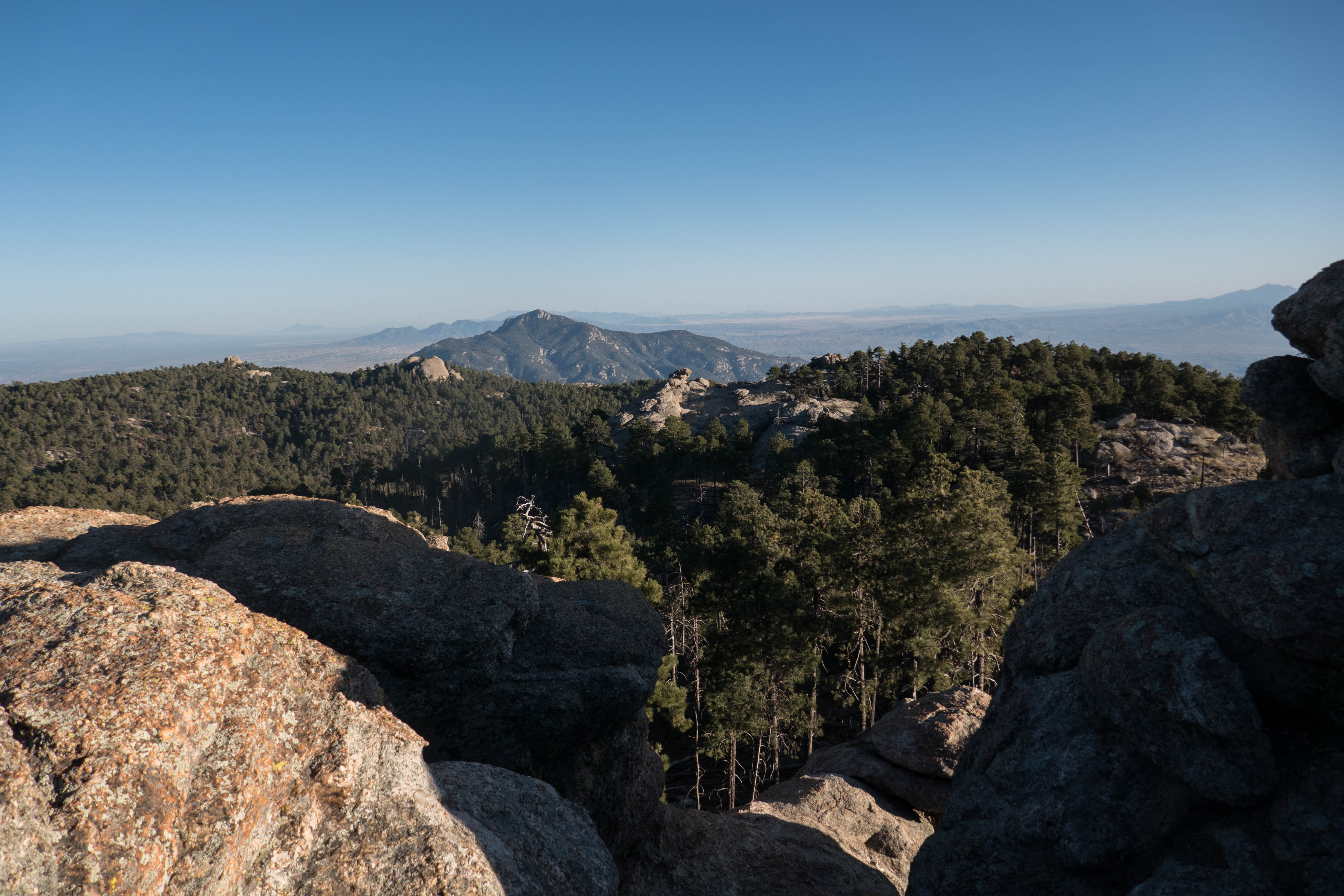 Saguaro: View From Spud Rock of Forest