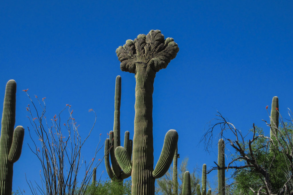 Saguaro: Closeup of Cristate Saguaro