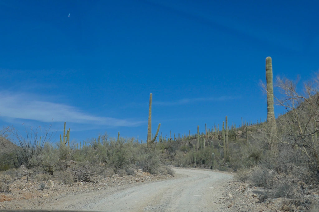 Saguaro: Driving Baja Loop