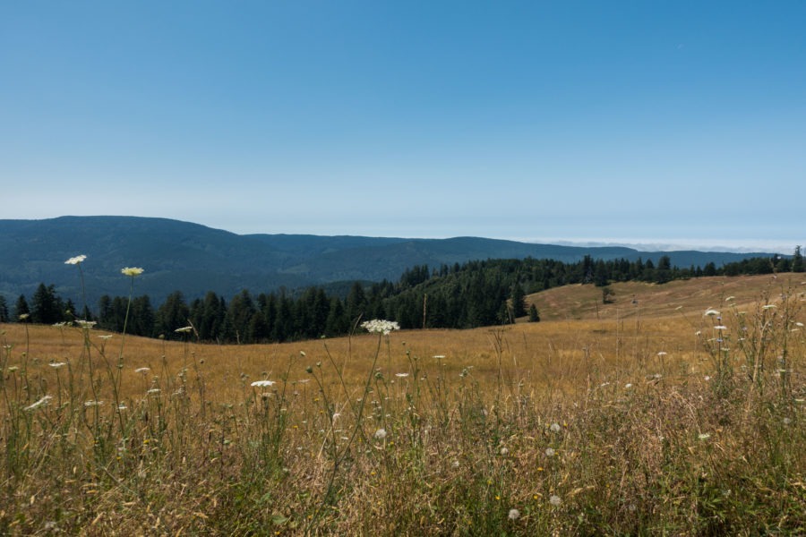 Redwood: Prairie on Bald Hills Road