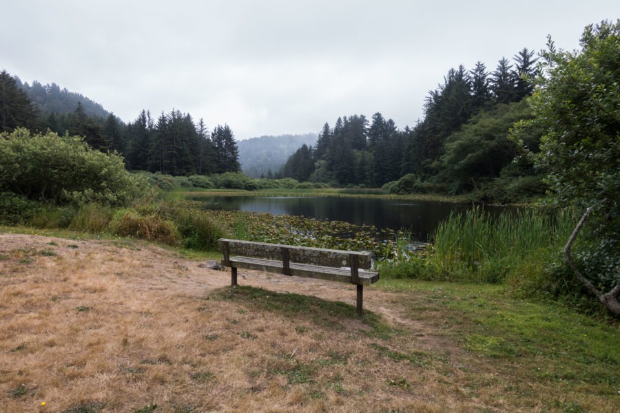 Redwood: Lagoon Creek