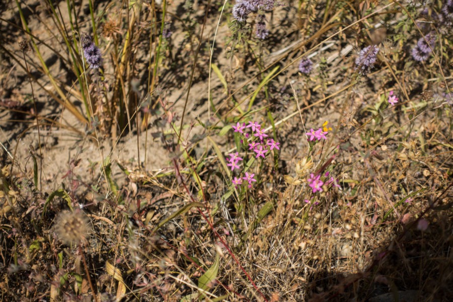 Redwood: Charming Centaury on Lyons Ranch Trail