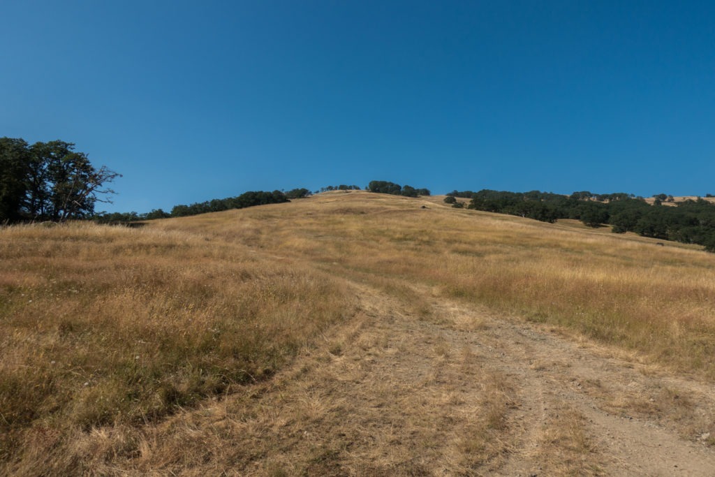 Redwood: Long Ridge Road