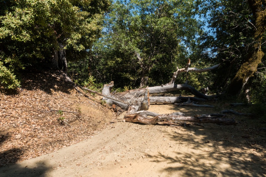 Redwood: Ranch Road Blocked by Tree