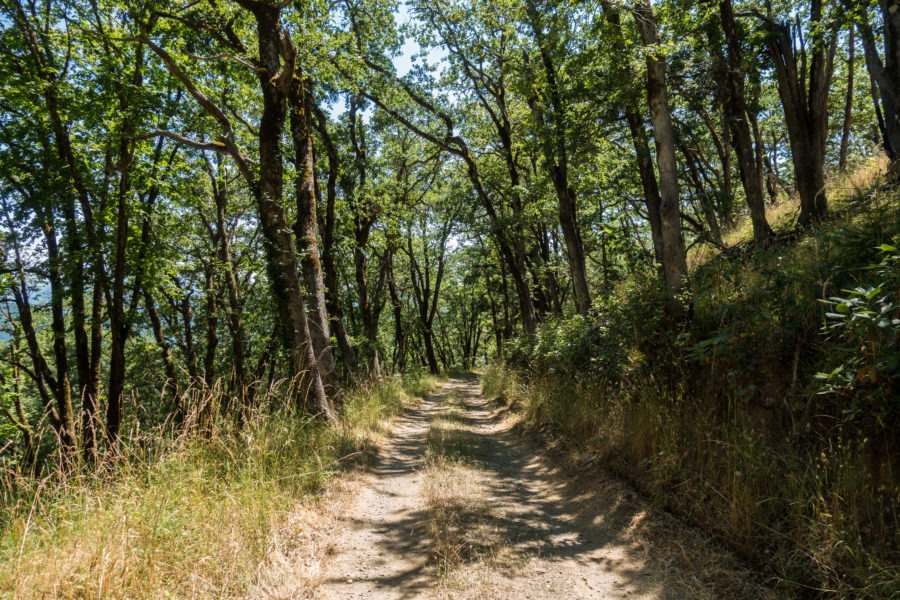 Redwood: Lyons Ranch Wooded Area