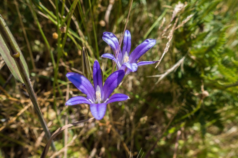 Redwood: Harvest Brodiaea on Lyons Ranch Trail