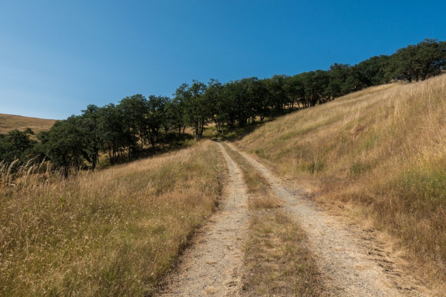 Redwood: Near End of Long Long Ridge Road