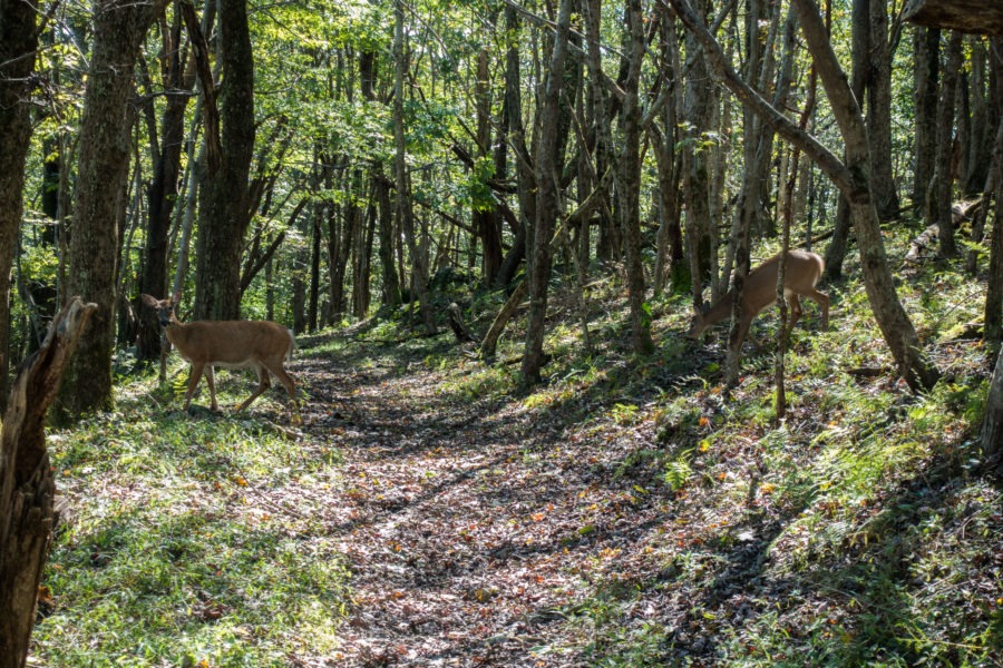 Shenandoah: Deer Crossing Skyland-Big Meadows Trail