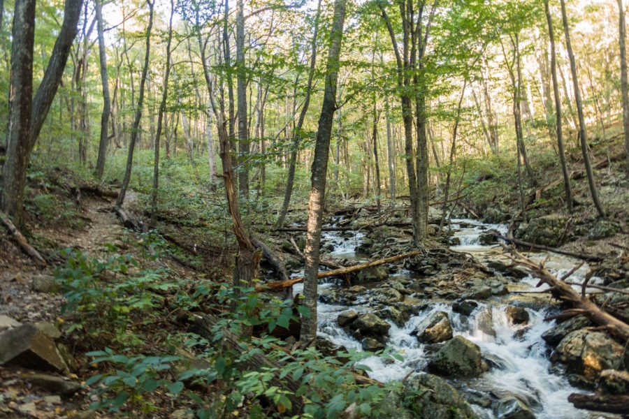 Shenandoah: Rose River Alongside Trail