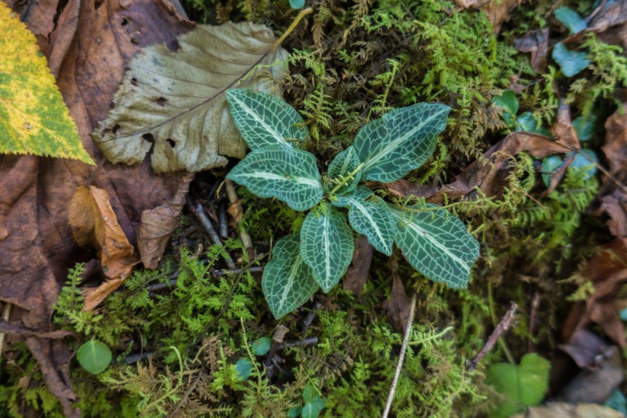 Shenandoah: Rattlesnake Plantain on Rose River Loop Trail