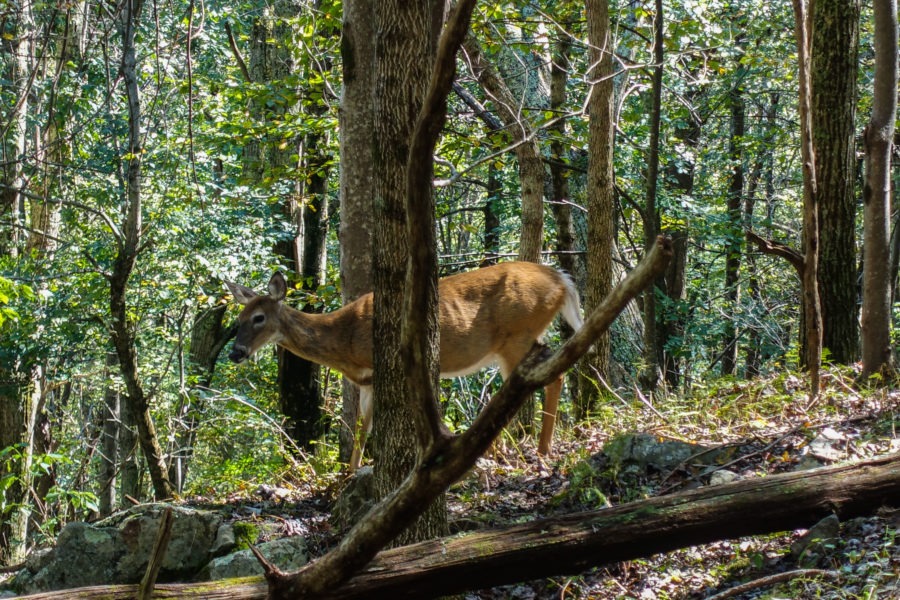 Shenandoah: Closeup of White Tailed Deer on Skyland-Big Meadows Trail
