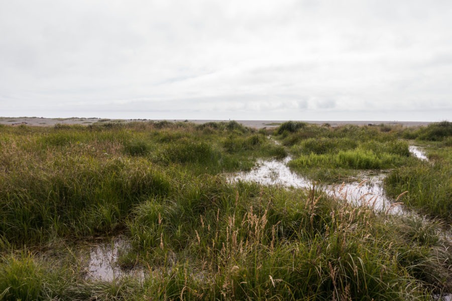 Redwood: Coastal Trail Flooded
