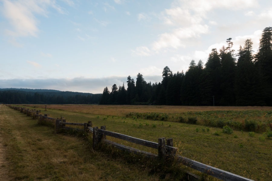 Redwood: Elk Prairie