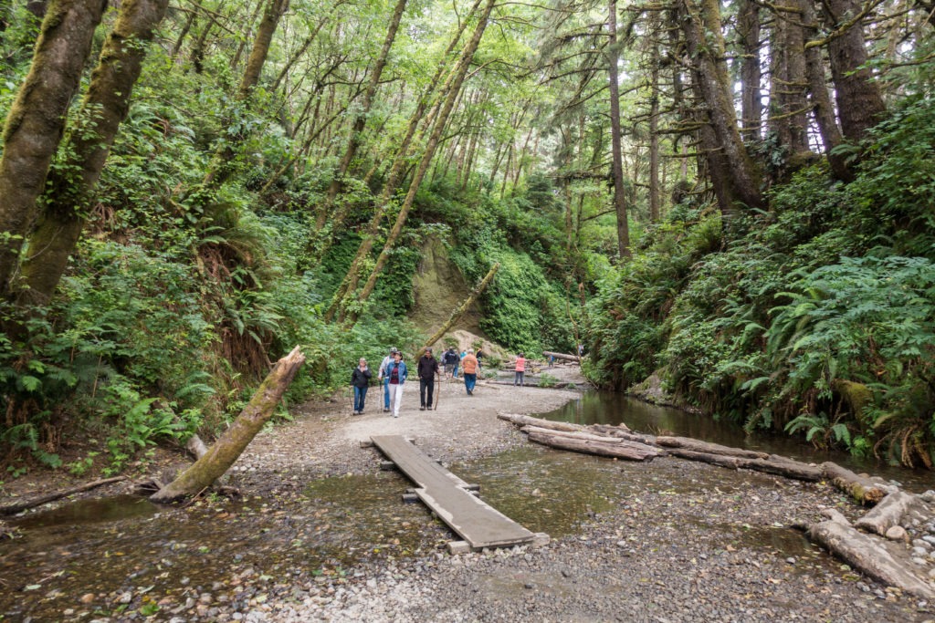 Redwood: Fern Canyon Entrance