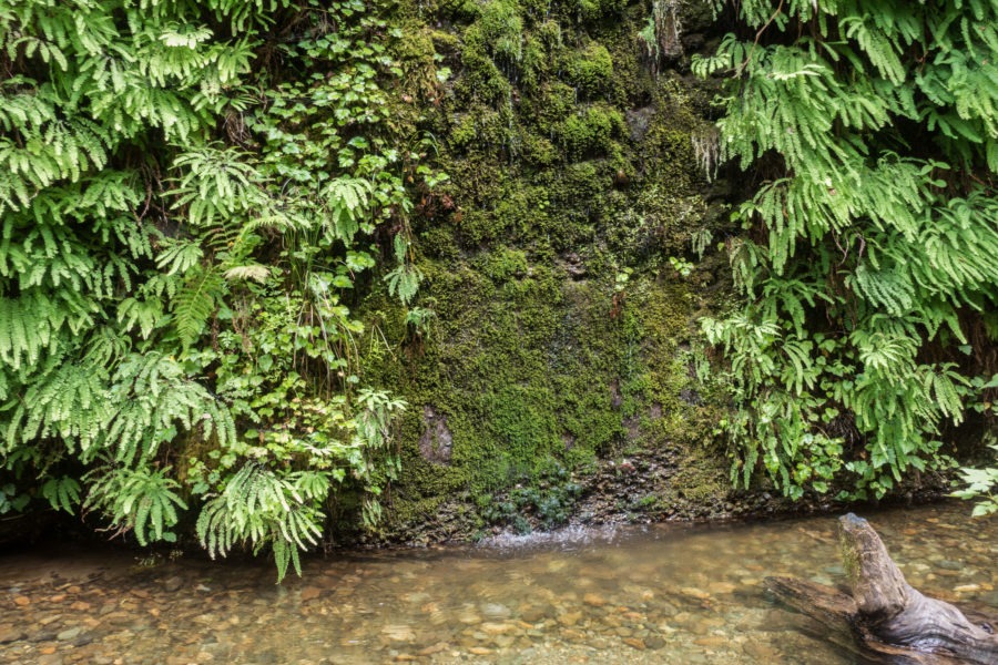 Redwood: Fern Canyon Side Wall
