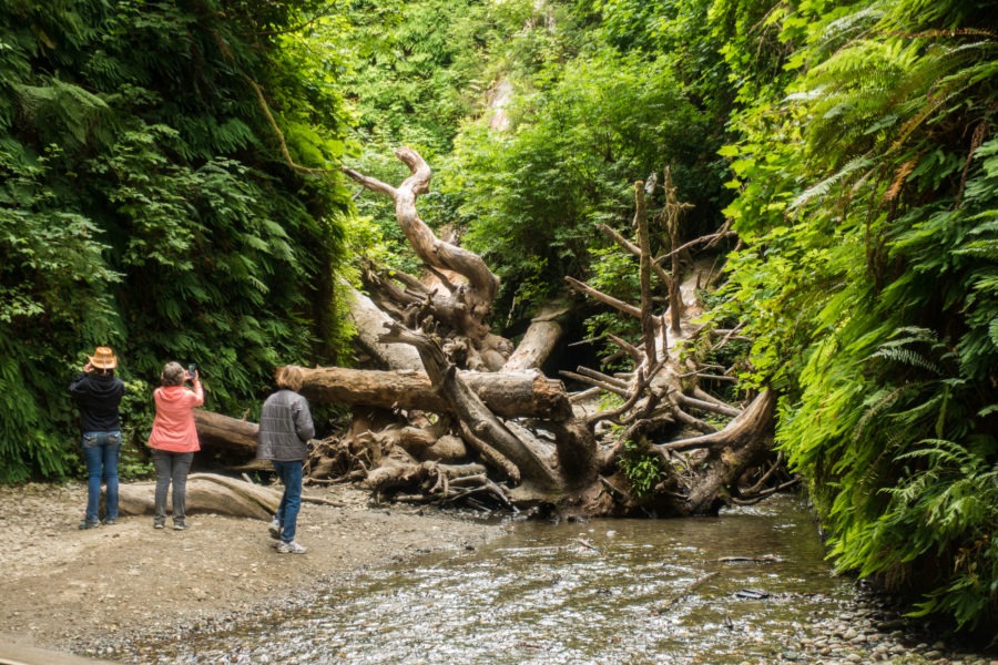 Redwood: Fern Canyon Blockage