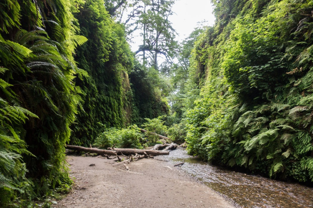 Redwood: Looking Back at Fern Canyon