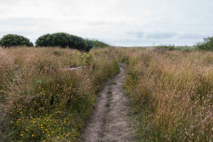Redwood: Trail to the Coast from Fern Canyon Parking