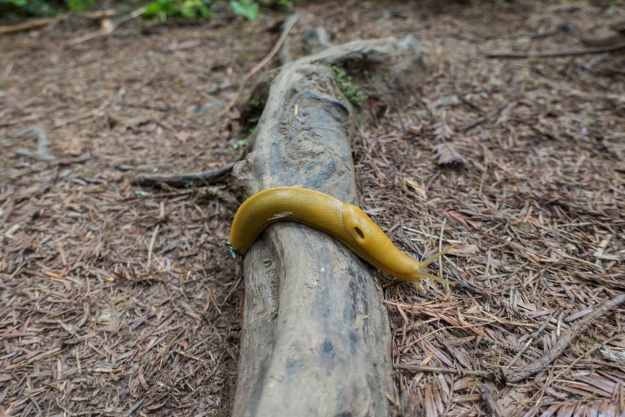 Redwood: Banana Slug on James Irvine Trail